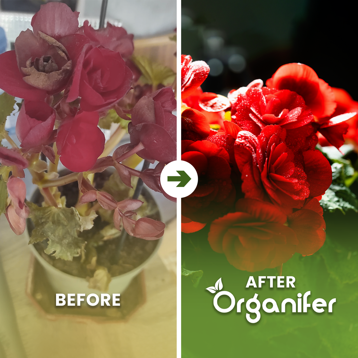 begonia b/a