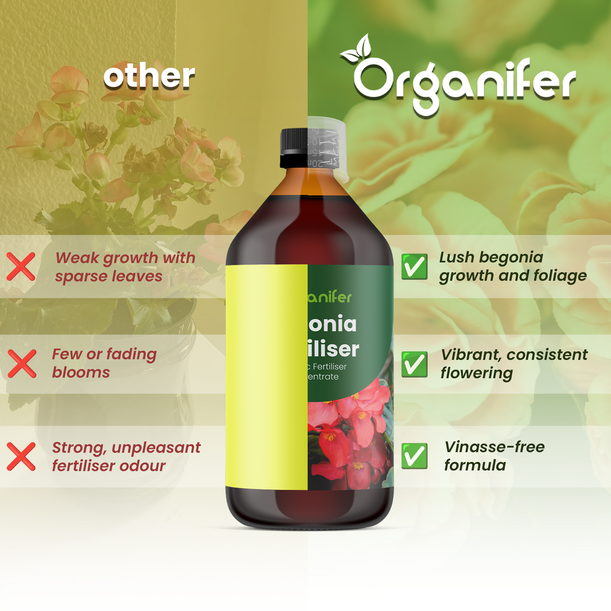 begonia comparison