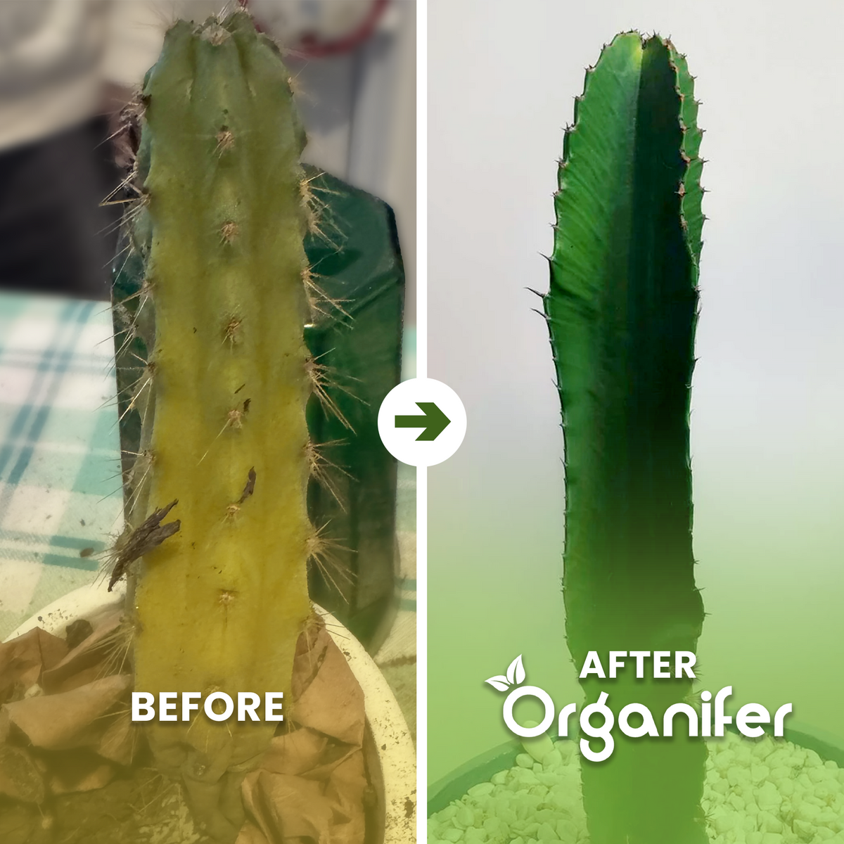 cactus b/a