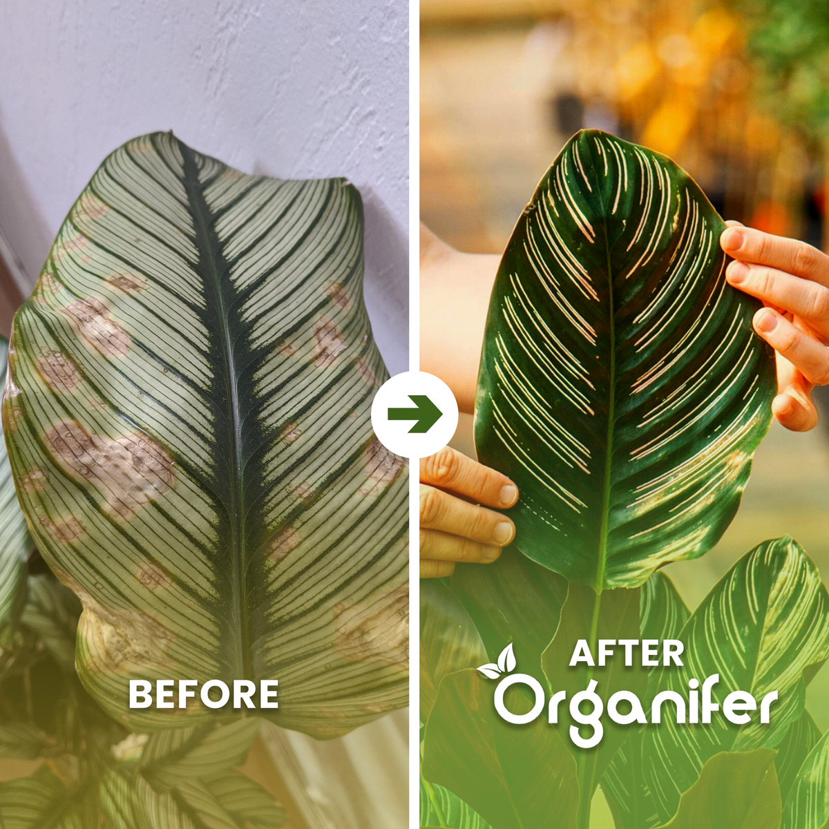 calathea ba english
