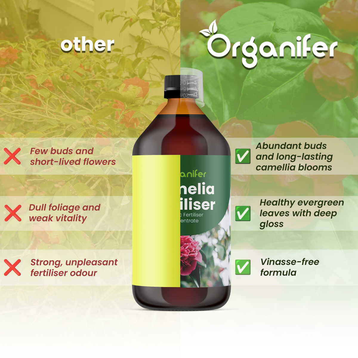 Camelia comparison
