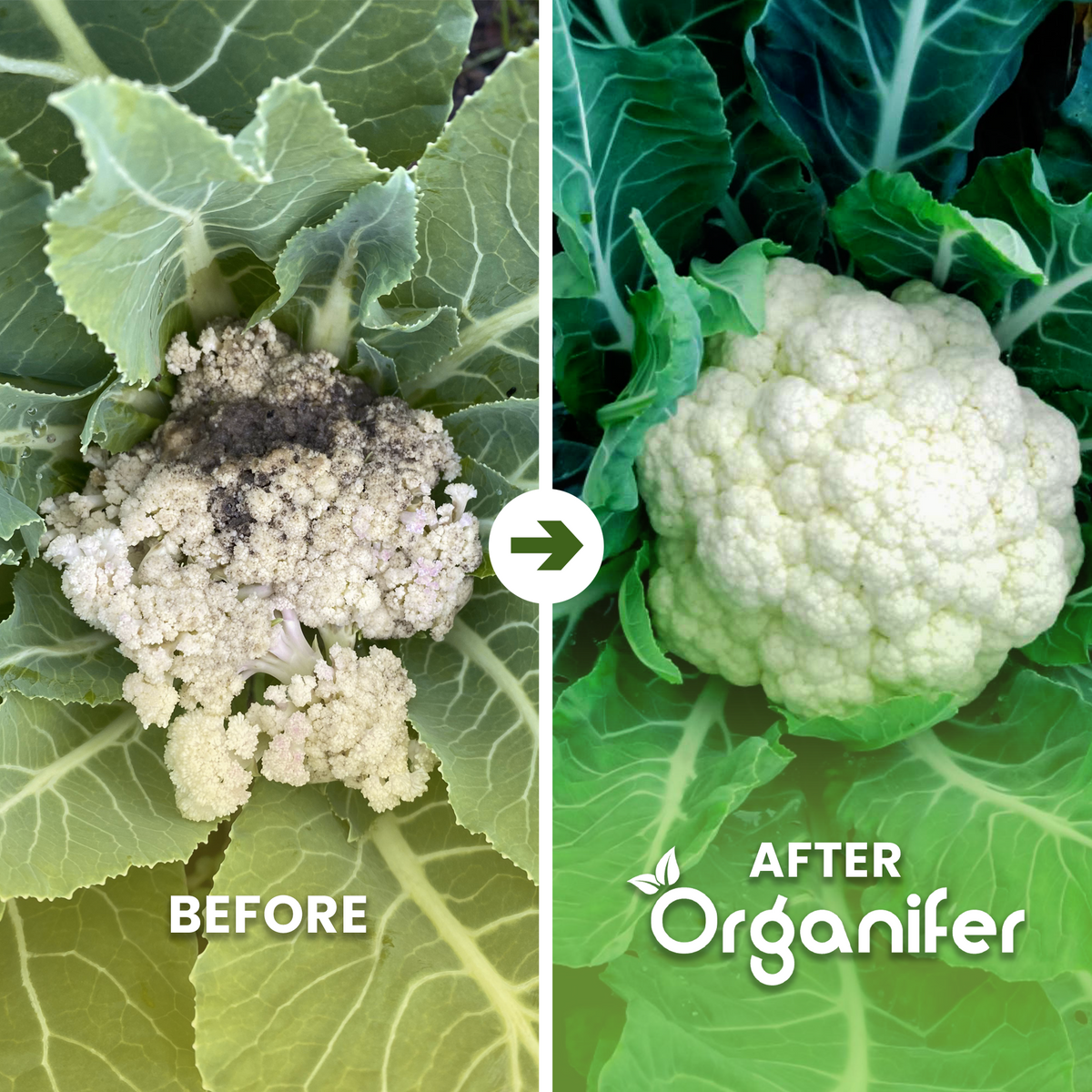 Organifer Cauliflower Liquid Fertiliser - 1 liter 8719958000698 2
