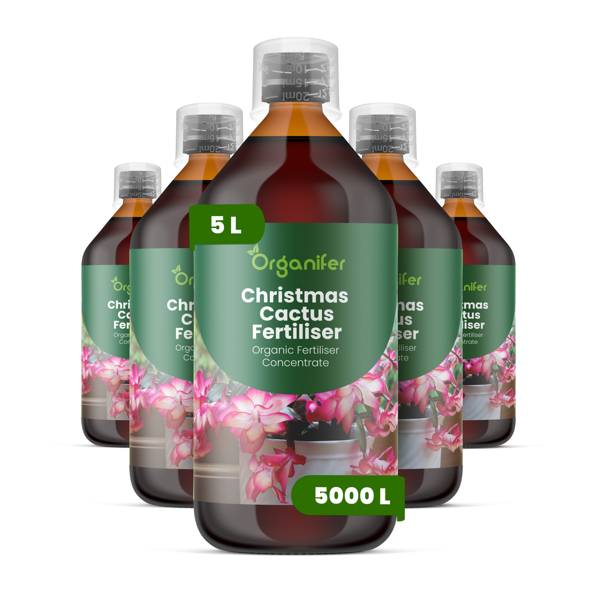 8719958005150 5L Christmas Cactus labels