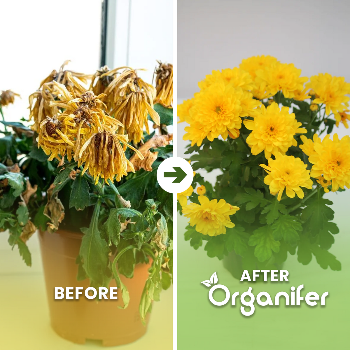 chrysanthemum b/a