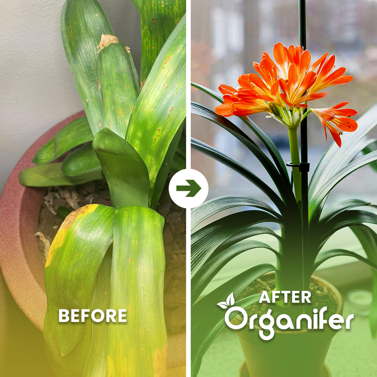 clivia b/a english