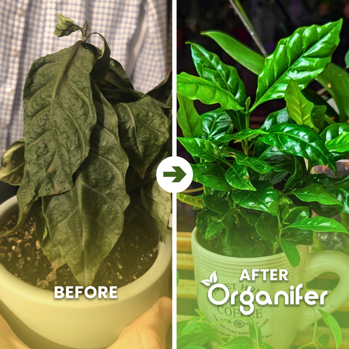 Coffee plant ba