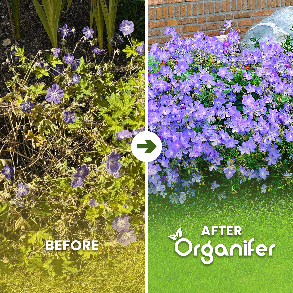Cranesbill ba