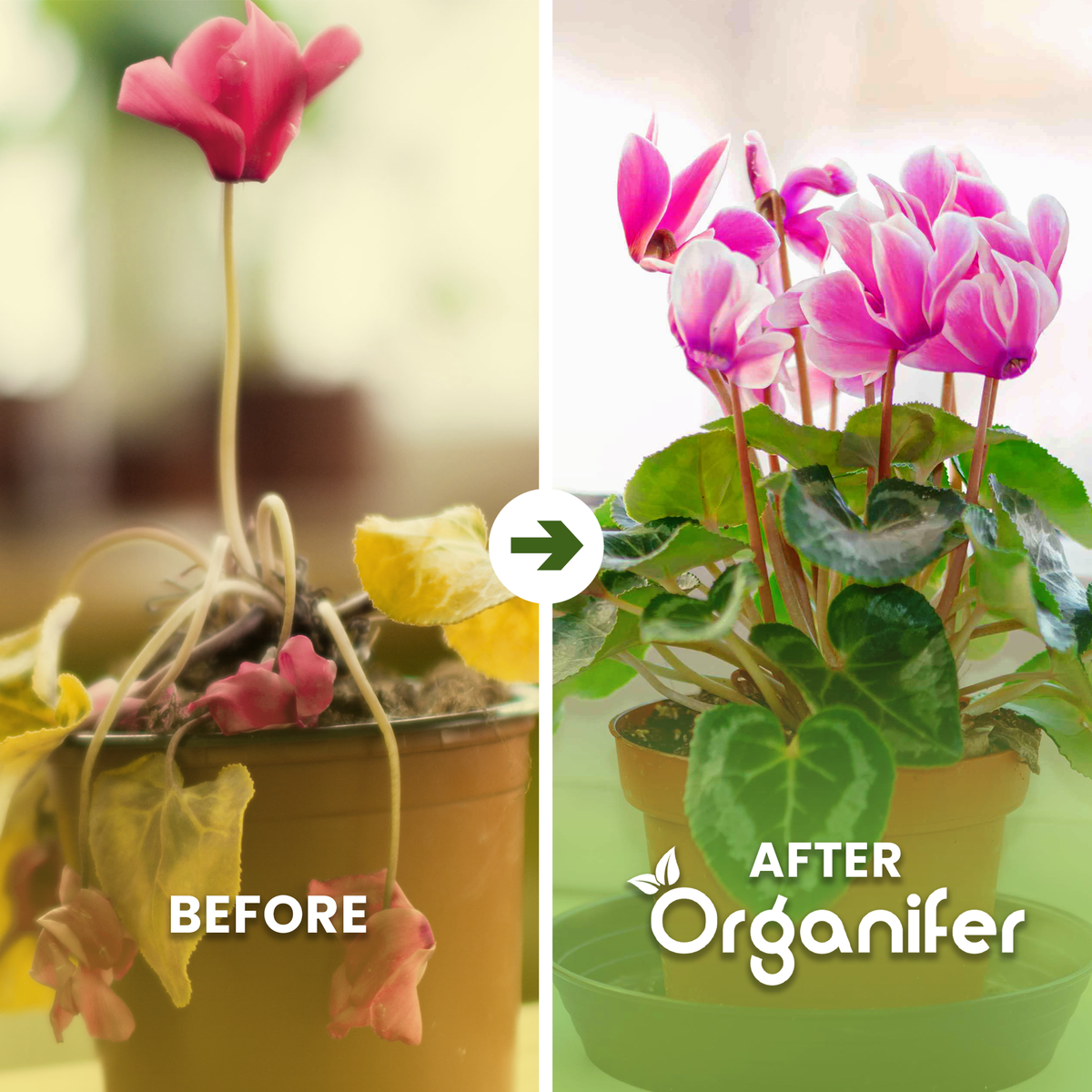 Cyclamen b/a
