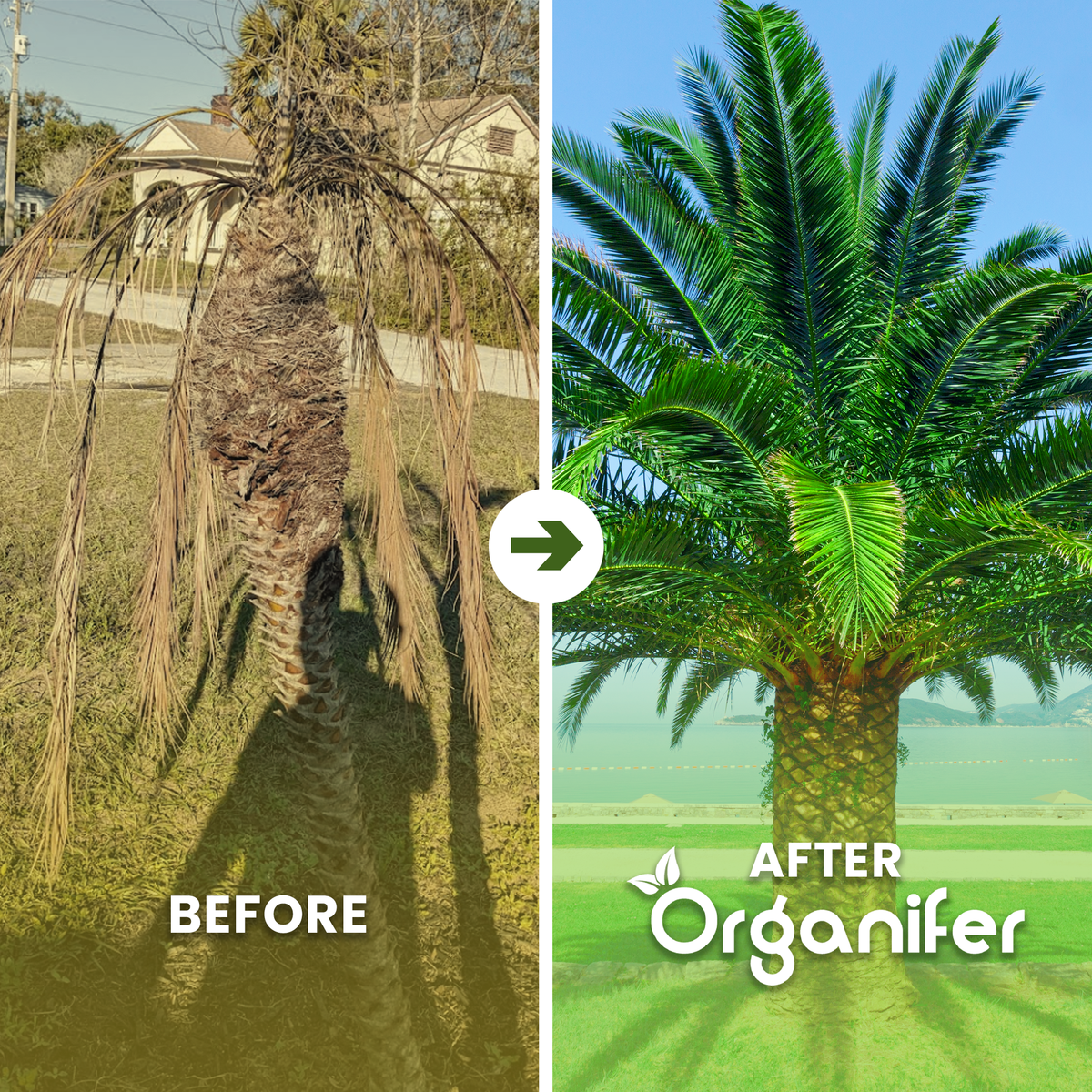 Date Palm b/a