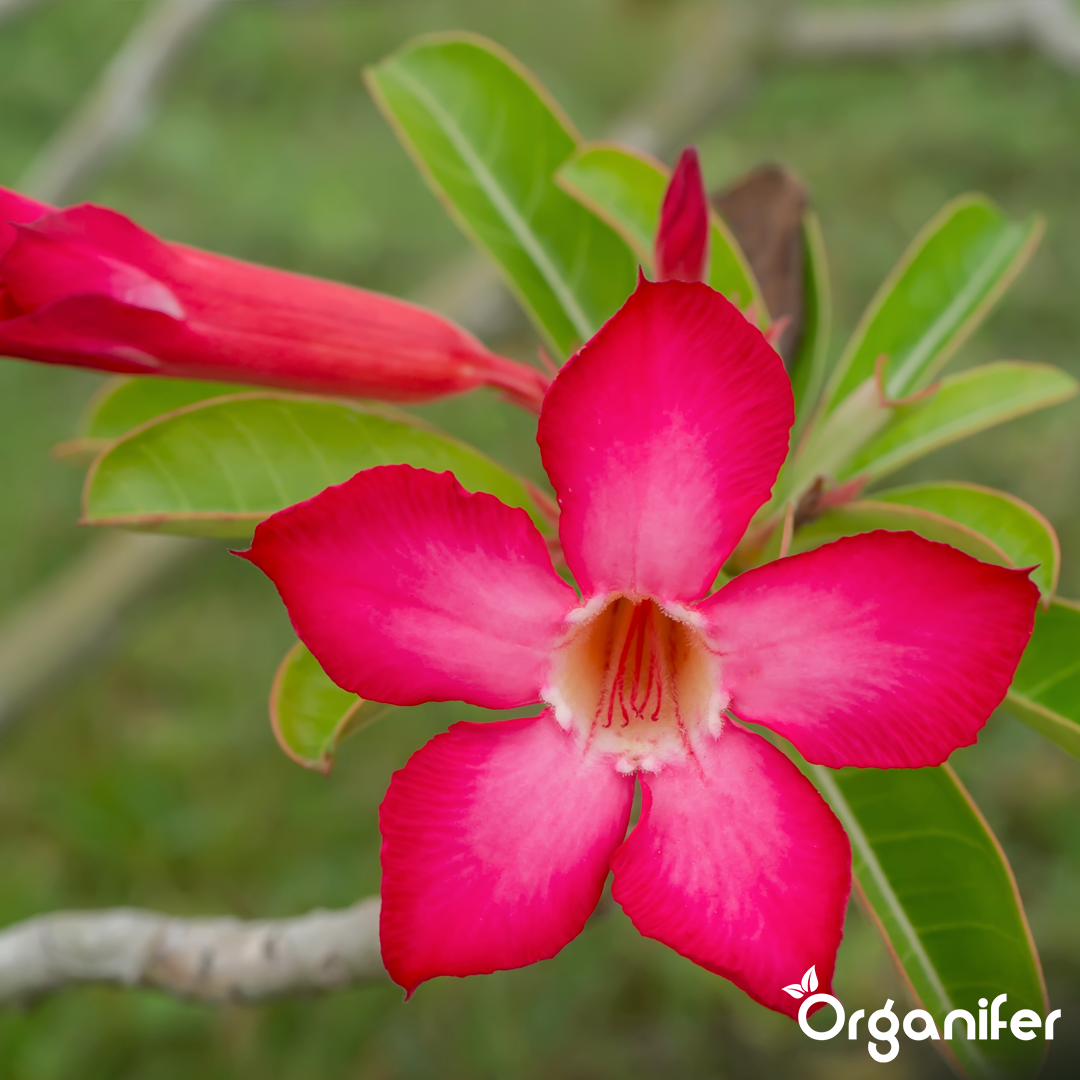 Organifer