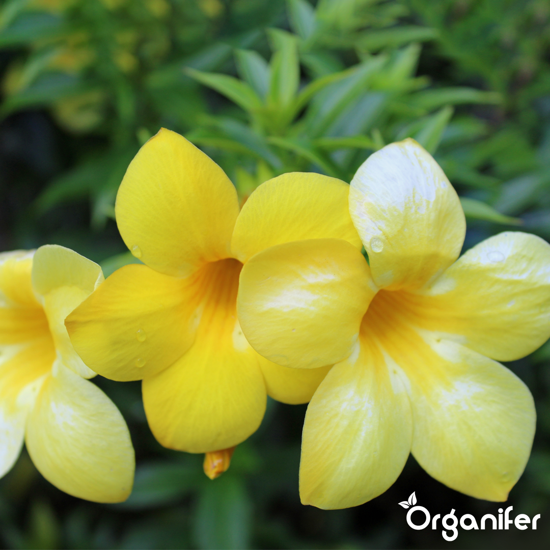 Abundant Flowering and Long Blooming Period