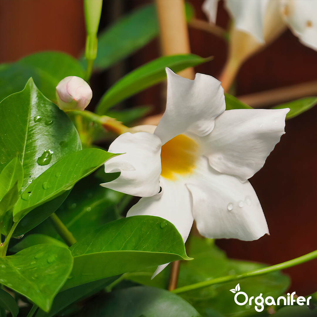 Organifer