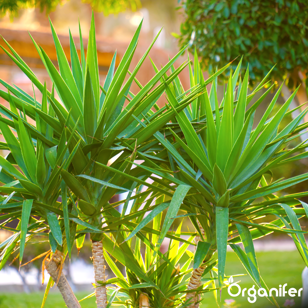 Organifer
