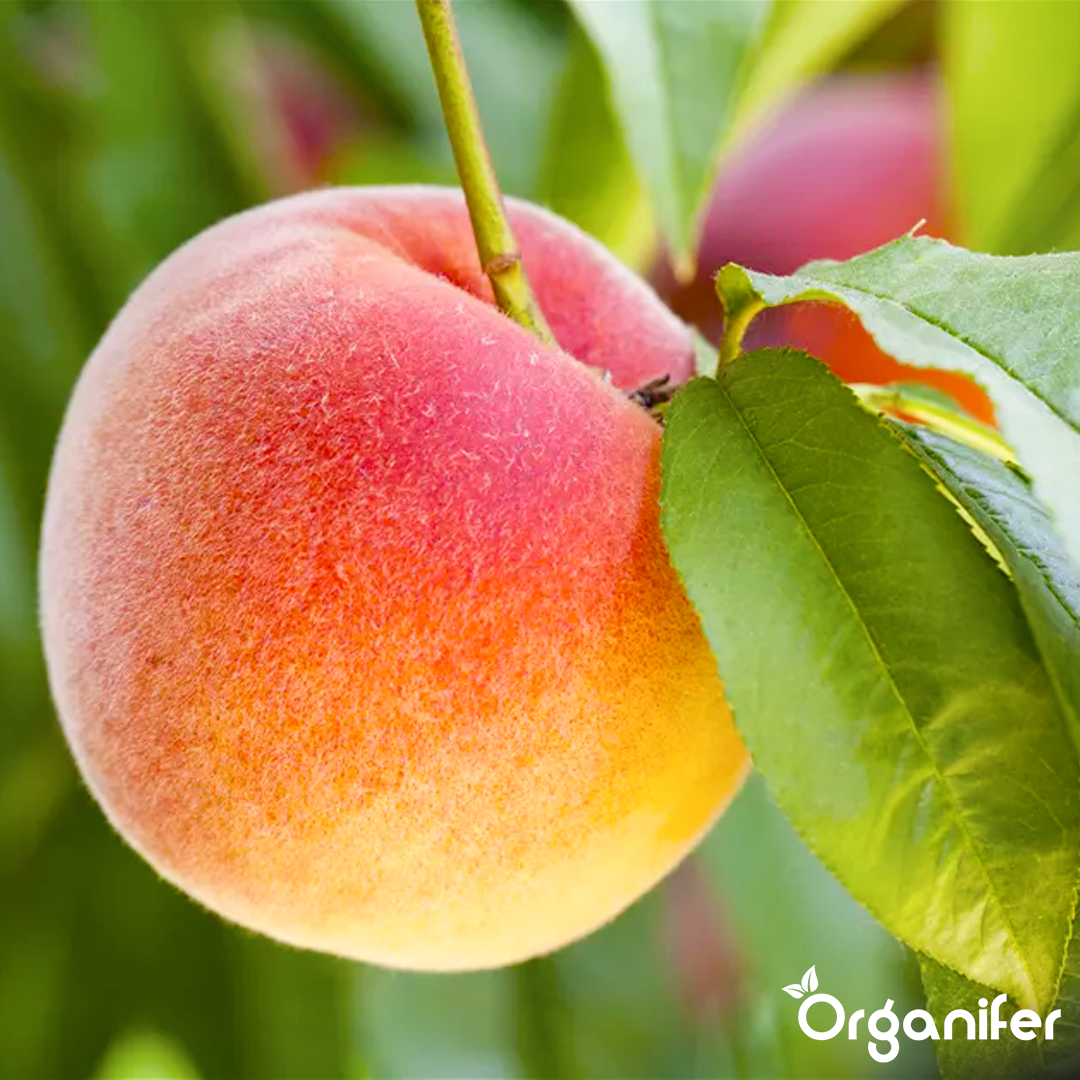 Floração melhorada e qualidade dos frutos melhorada