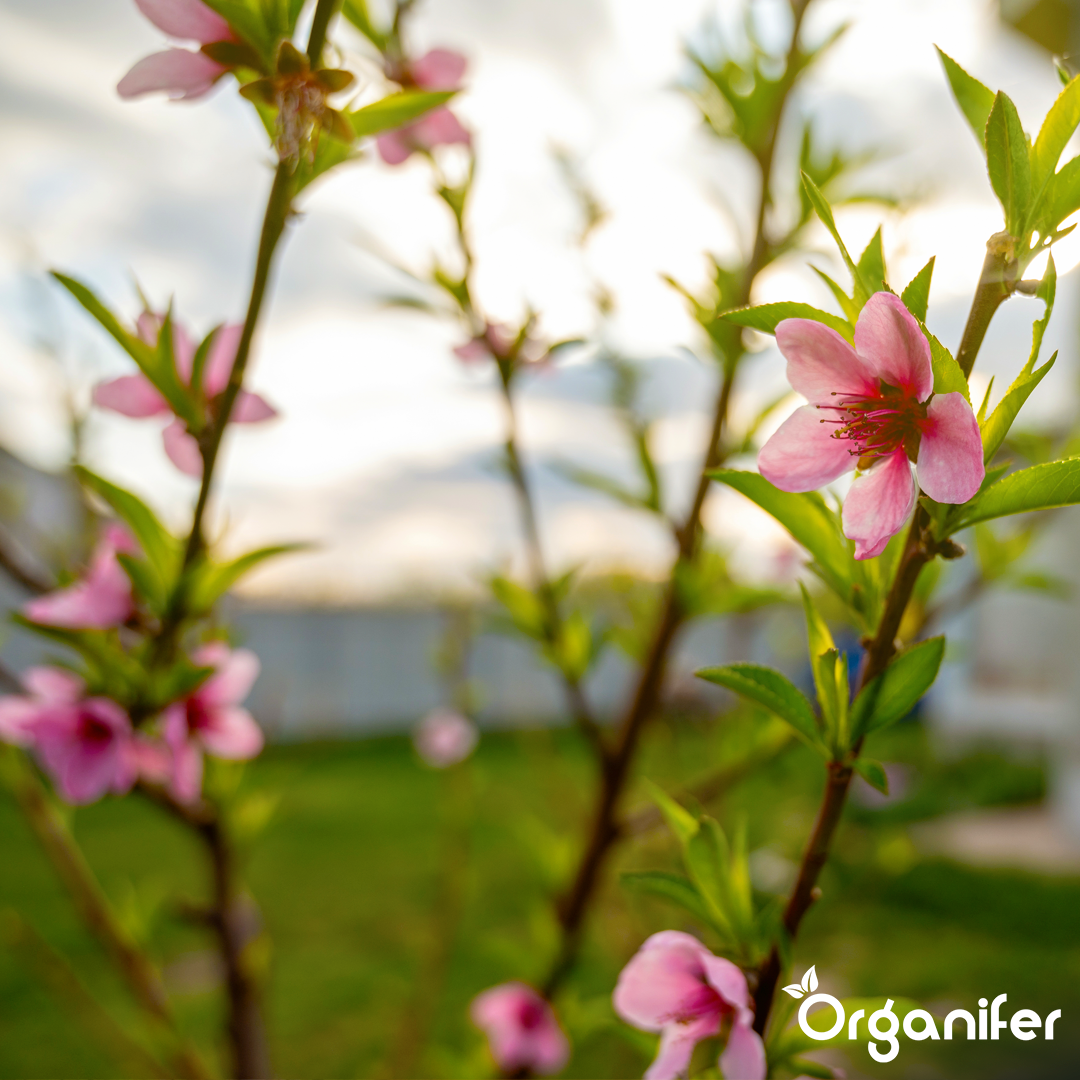 Organifer