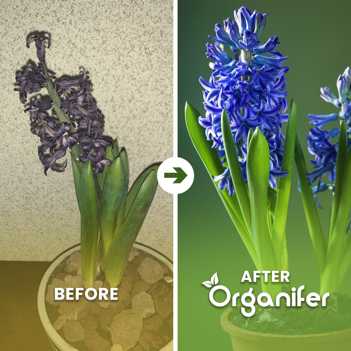 Early_Bloomer_before-after