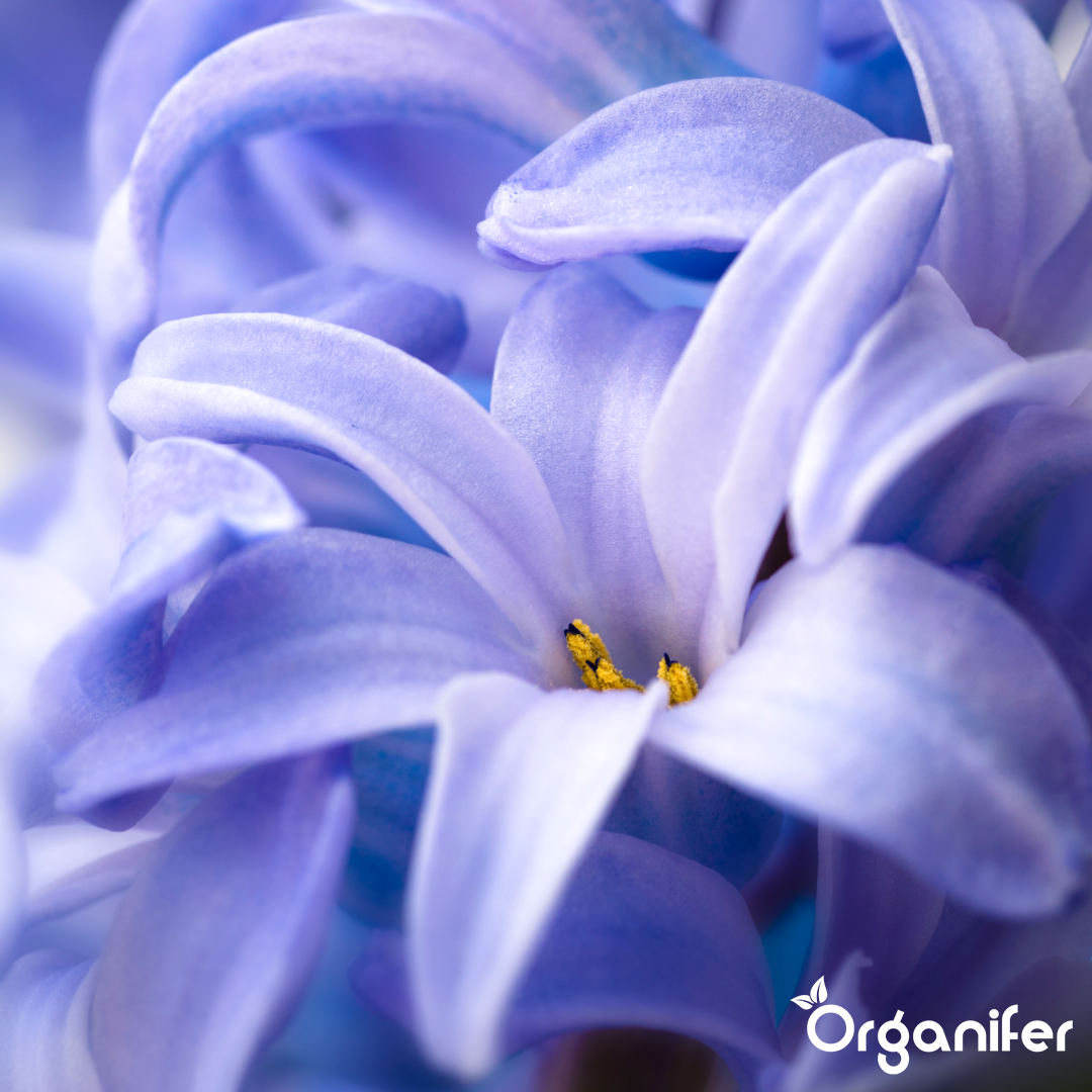 Organifer