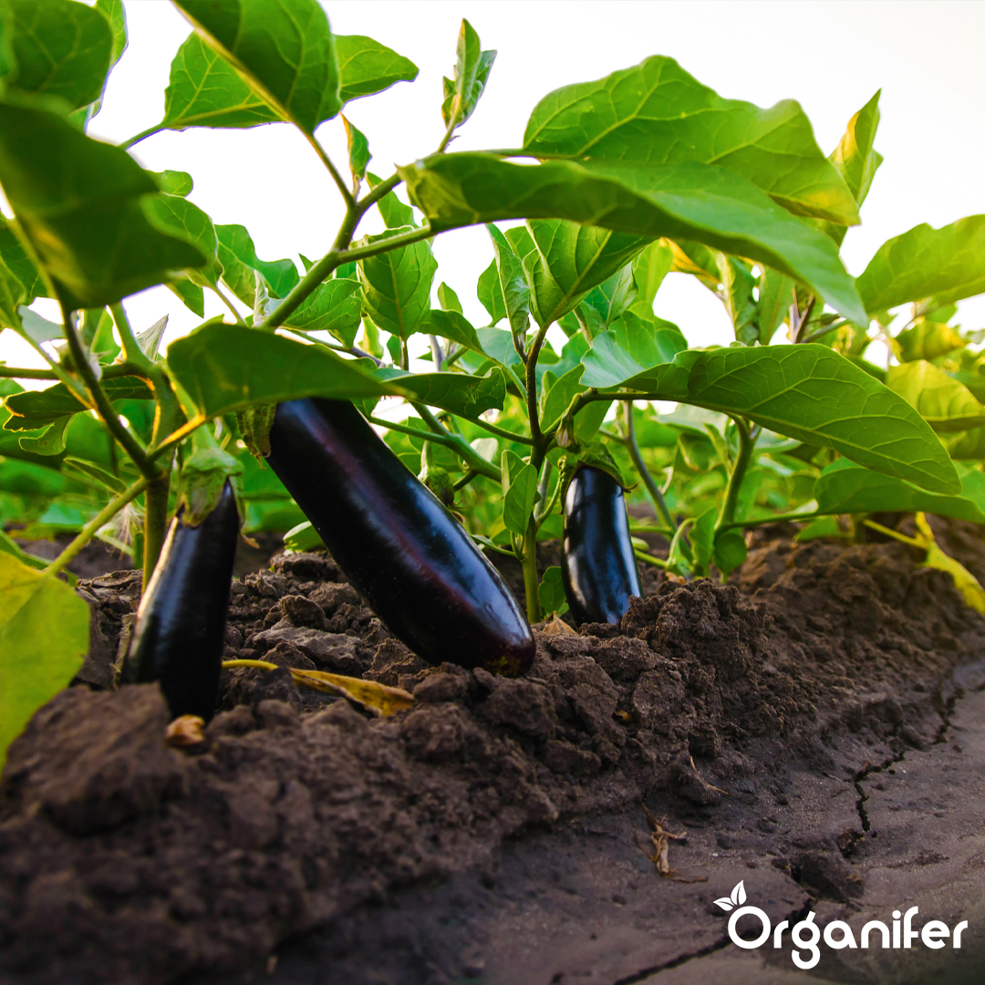 Organifer
