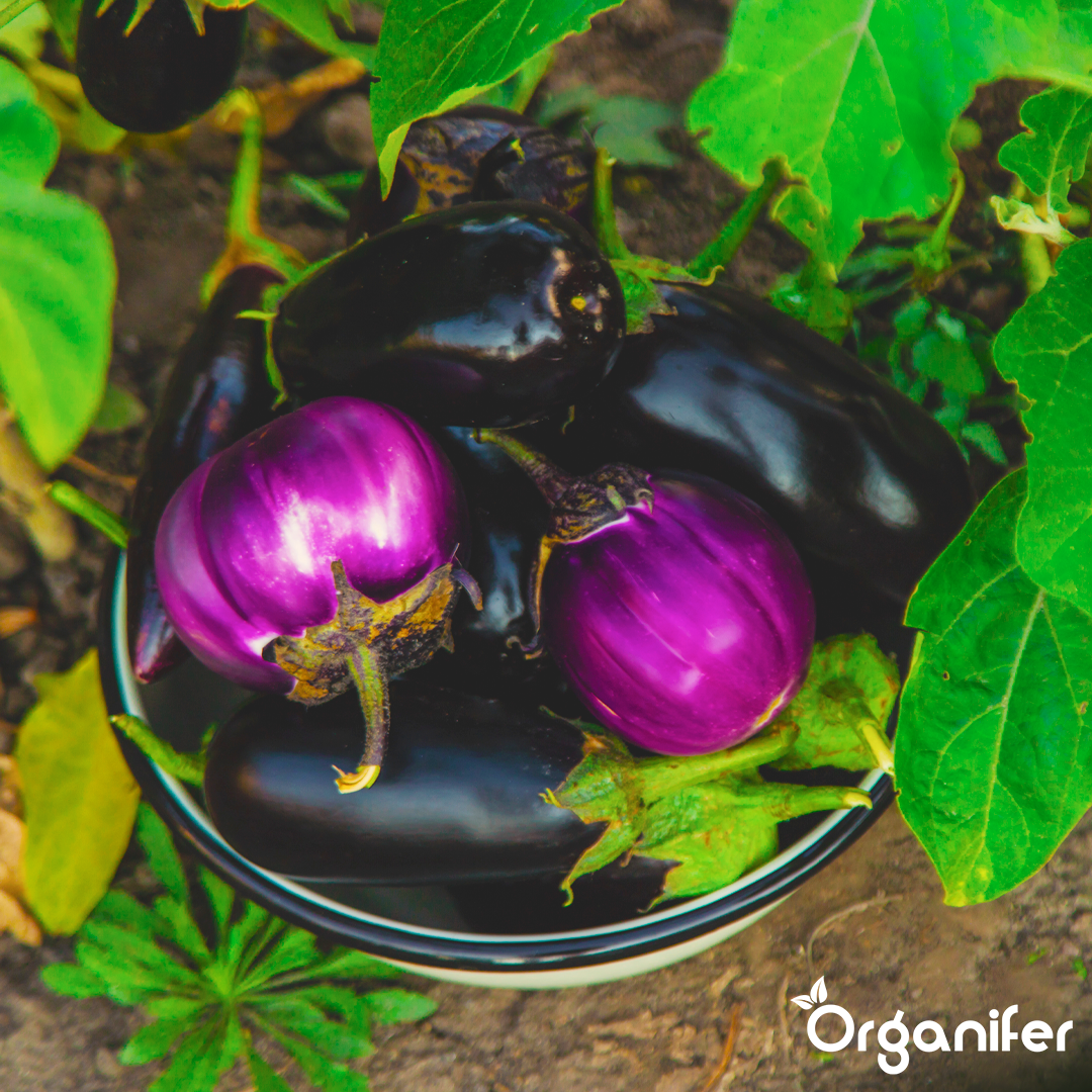 Organifer