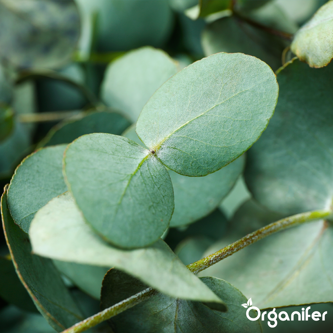 Folhagem vibrante e qualidade aromática das folhas