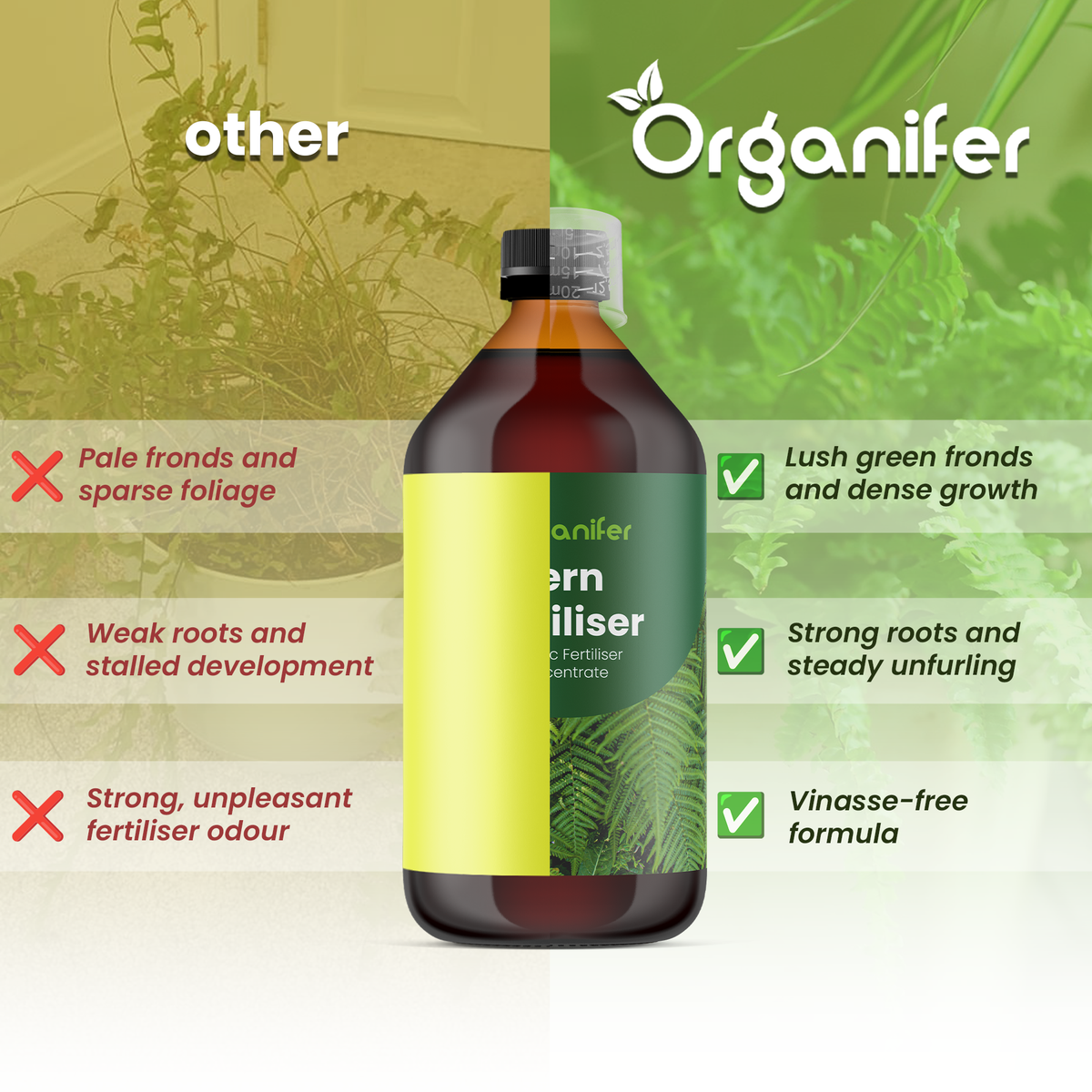 Fern_comparison