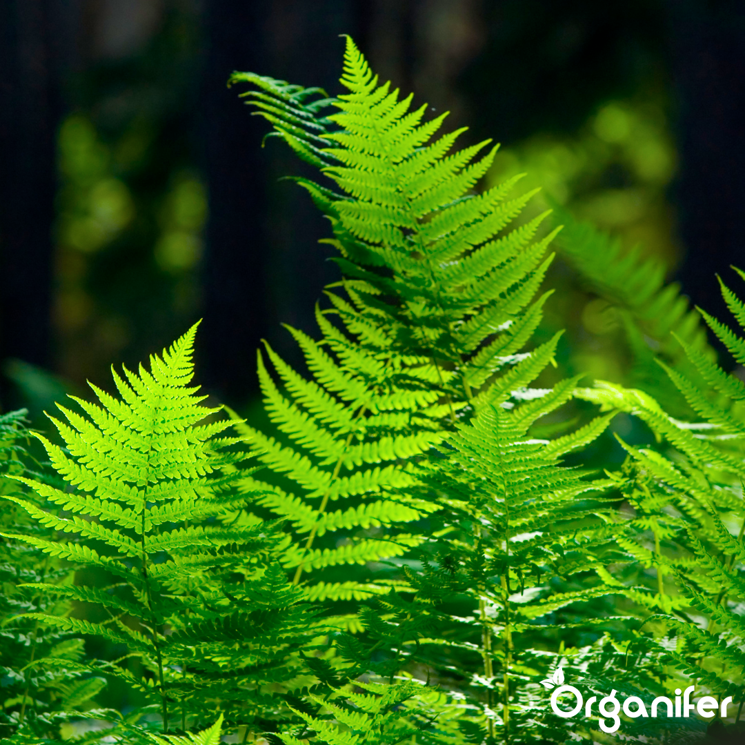 Organifer