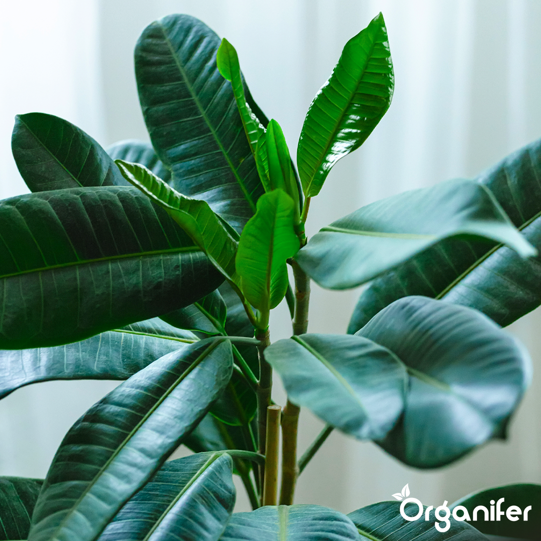 Organifer
