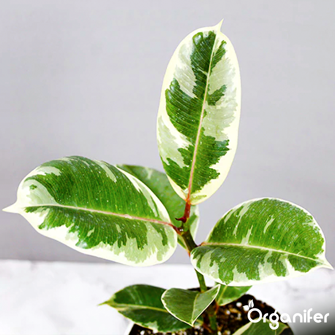 Improved Leaf Quality and Reduced Leaf Drop