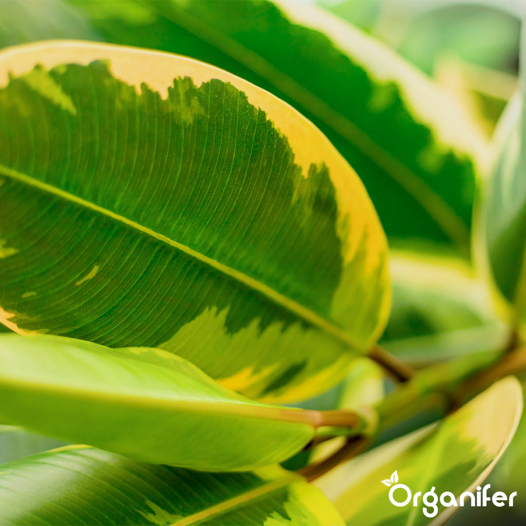 Strong Foliage Growth and Deep Green Colour