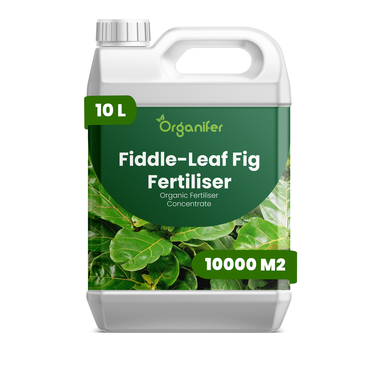 10L_Fiddle-leaf_Fig
