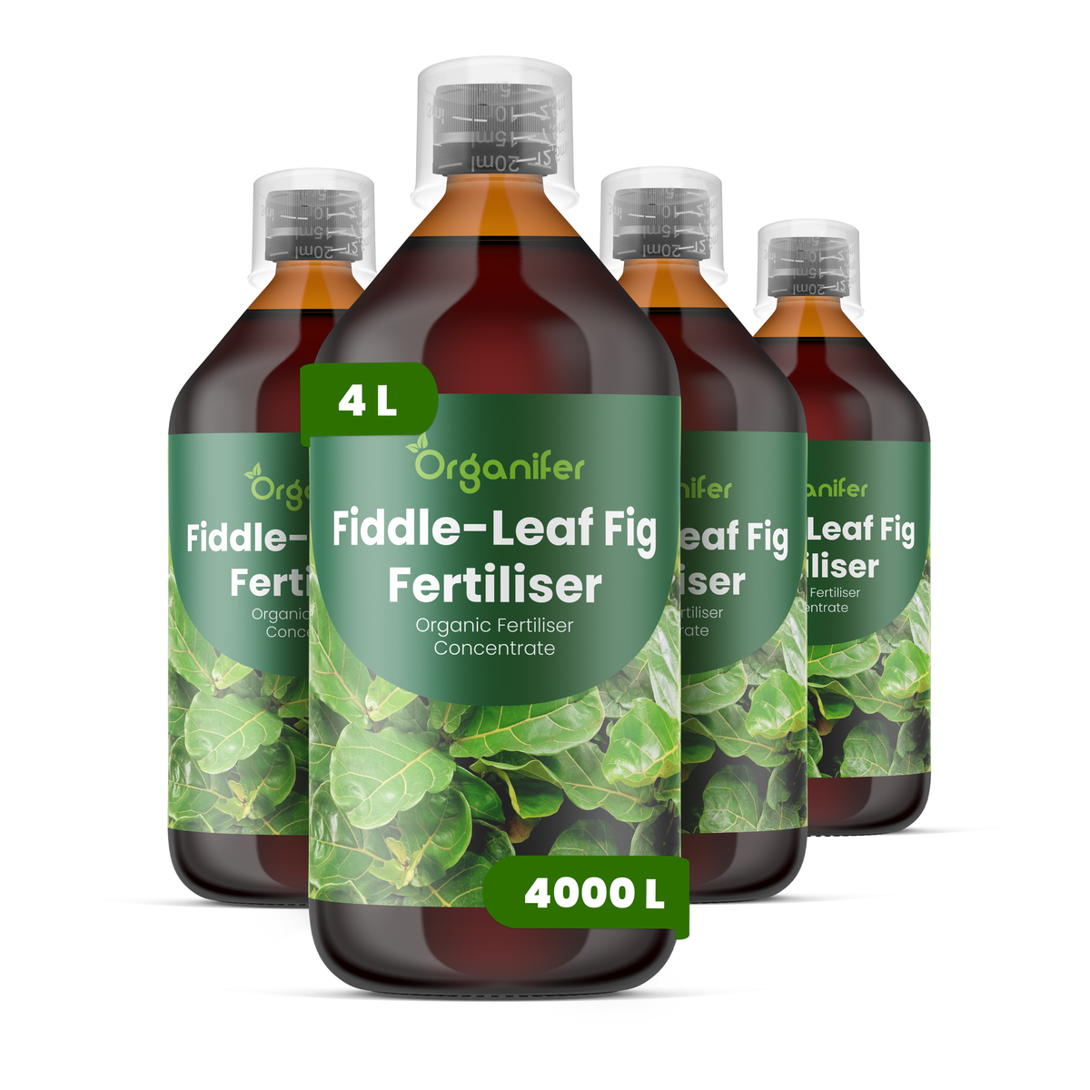 Fiddle-leaf_Fig_labels