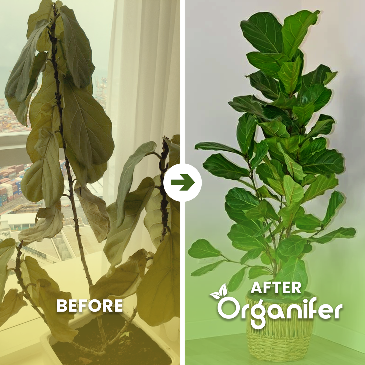 Fiddle-leaf_Fig_ba