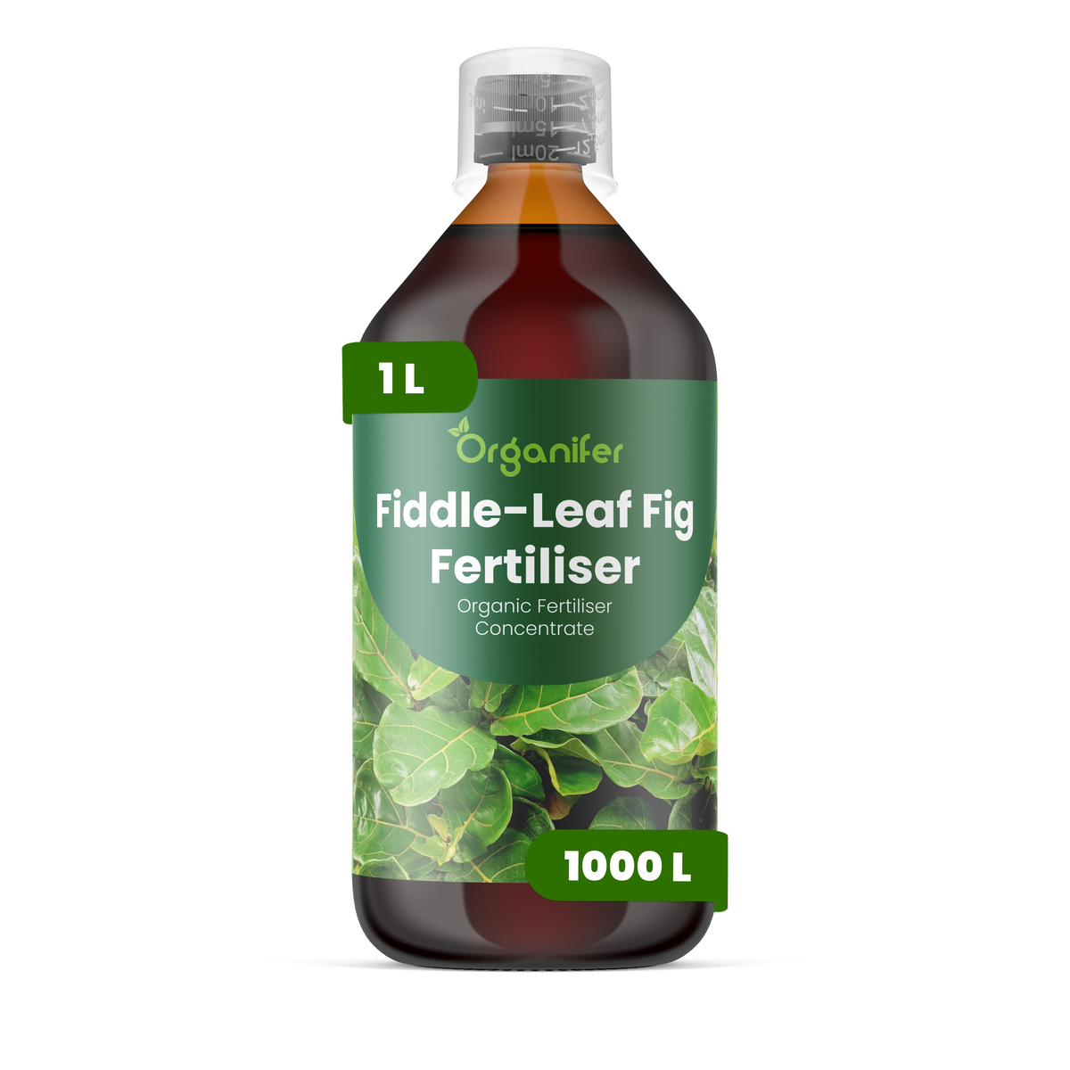 Fiddle-leaf_Fig