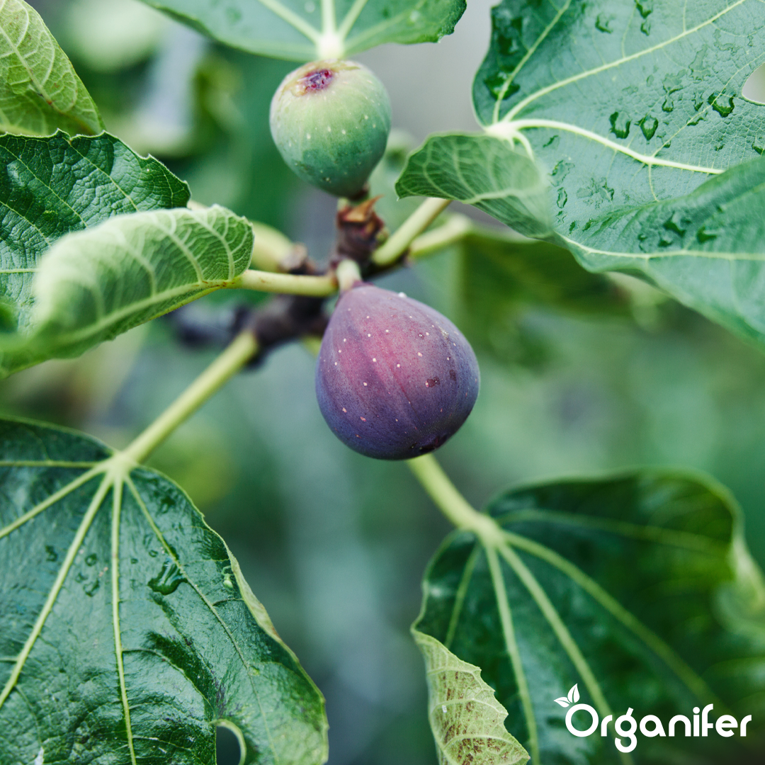 Organifer