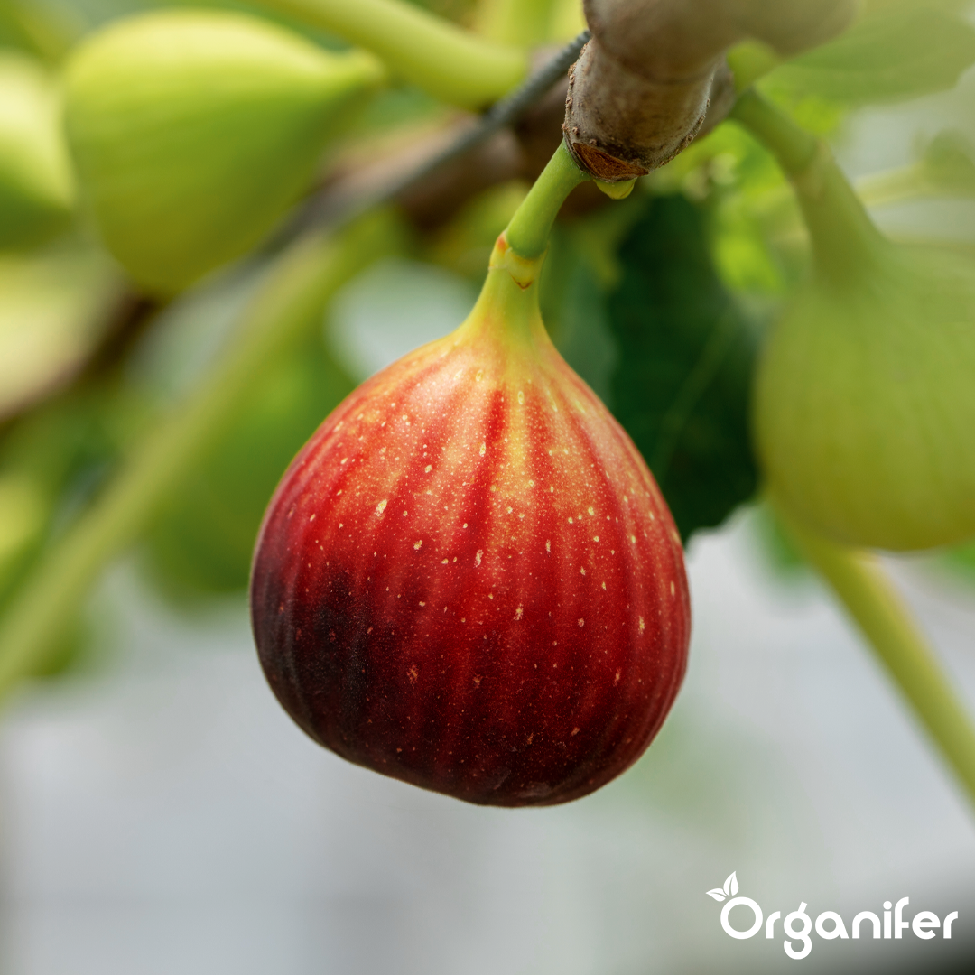 Organifer