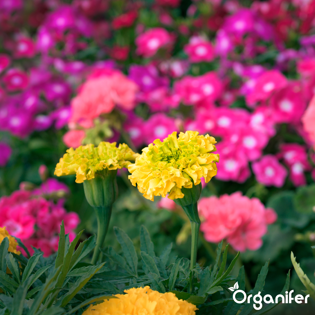 Organifer