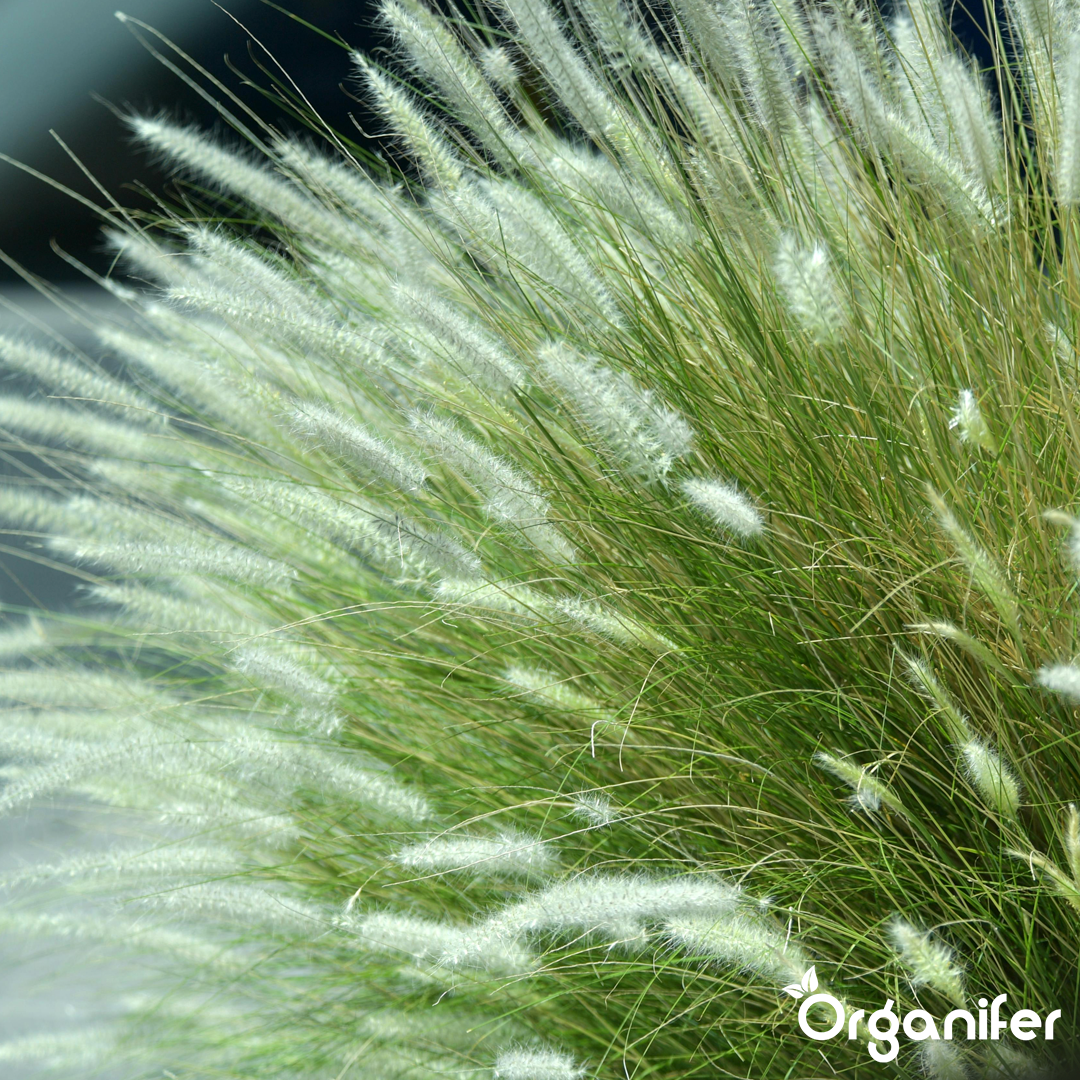 Organifer