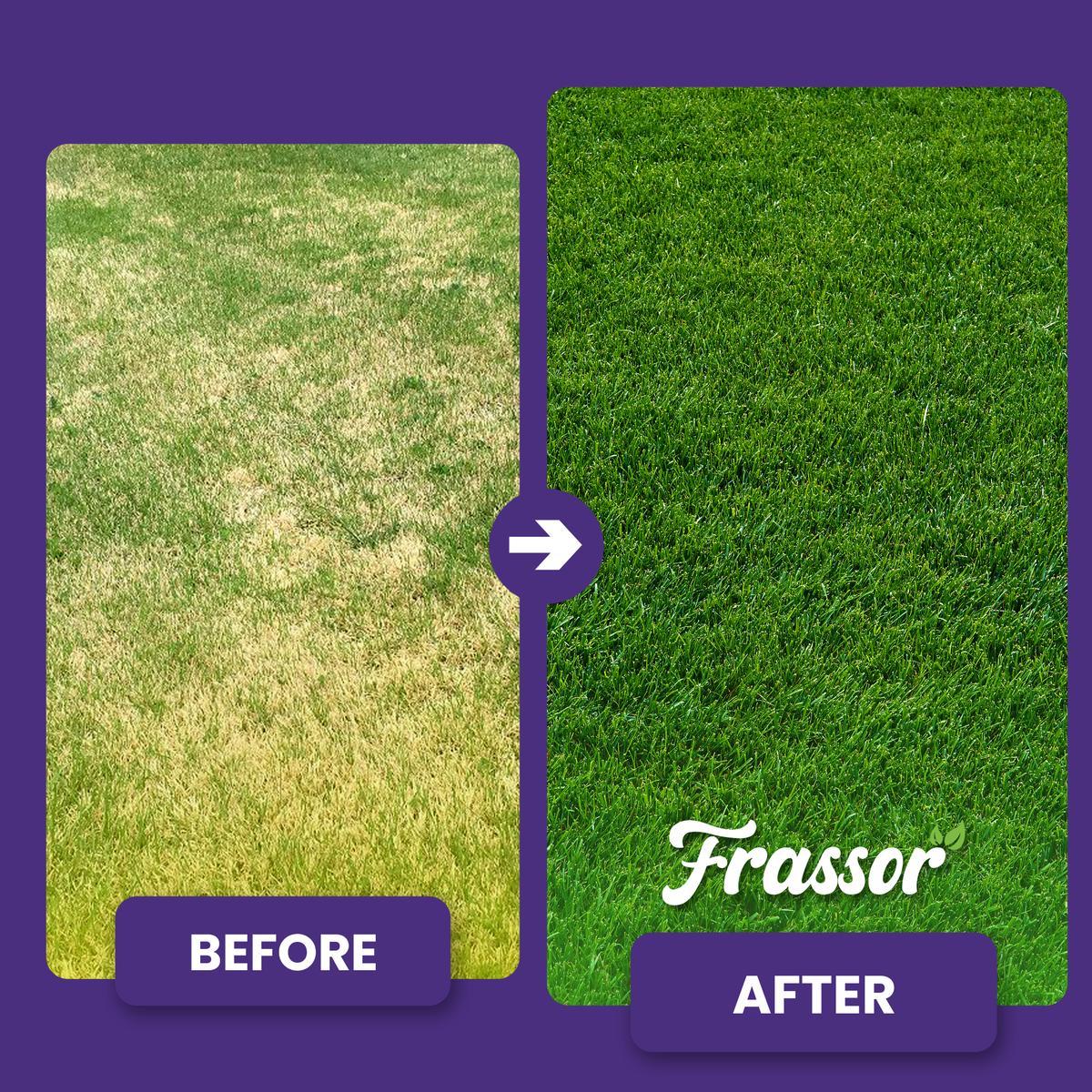 organifer_frassor_grass_vital_concentrate