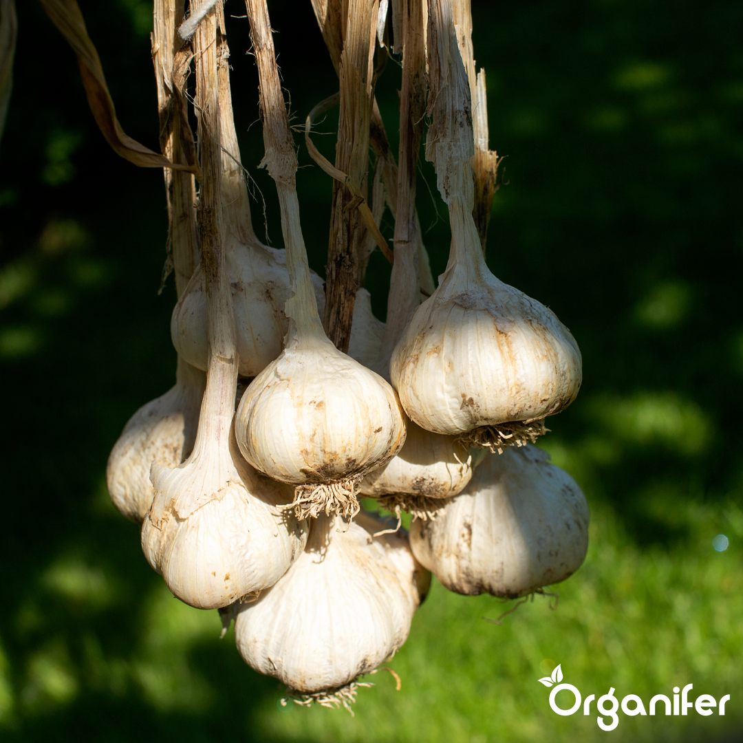 Organifer