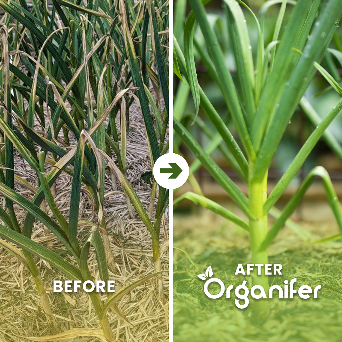 organifer garlic before after