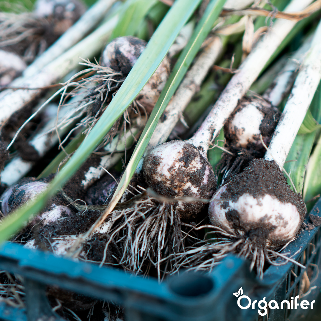 Organifer
