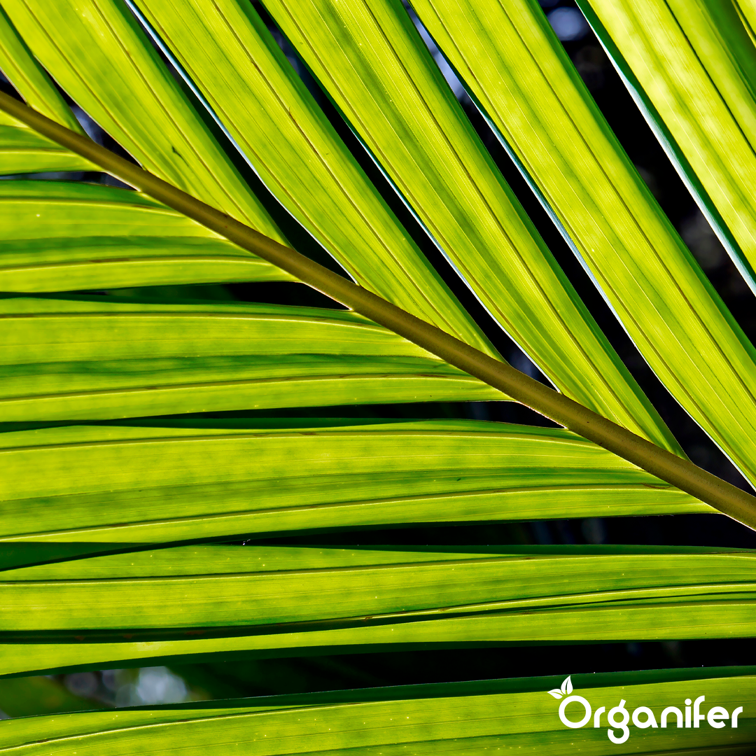 Organifer