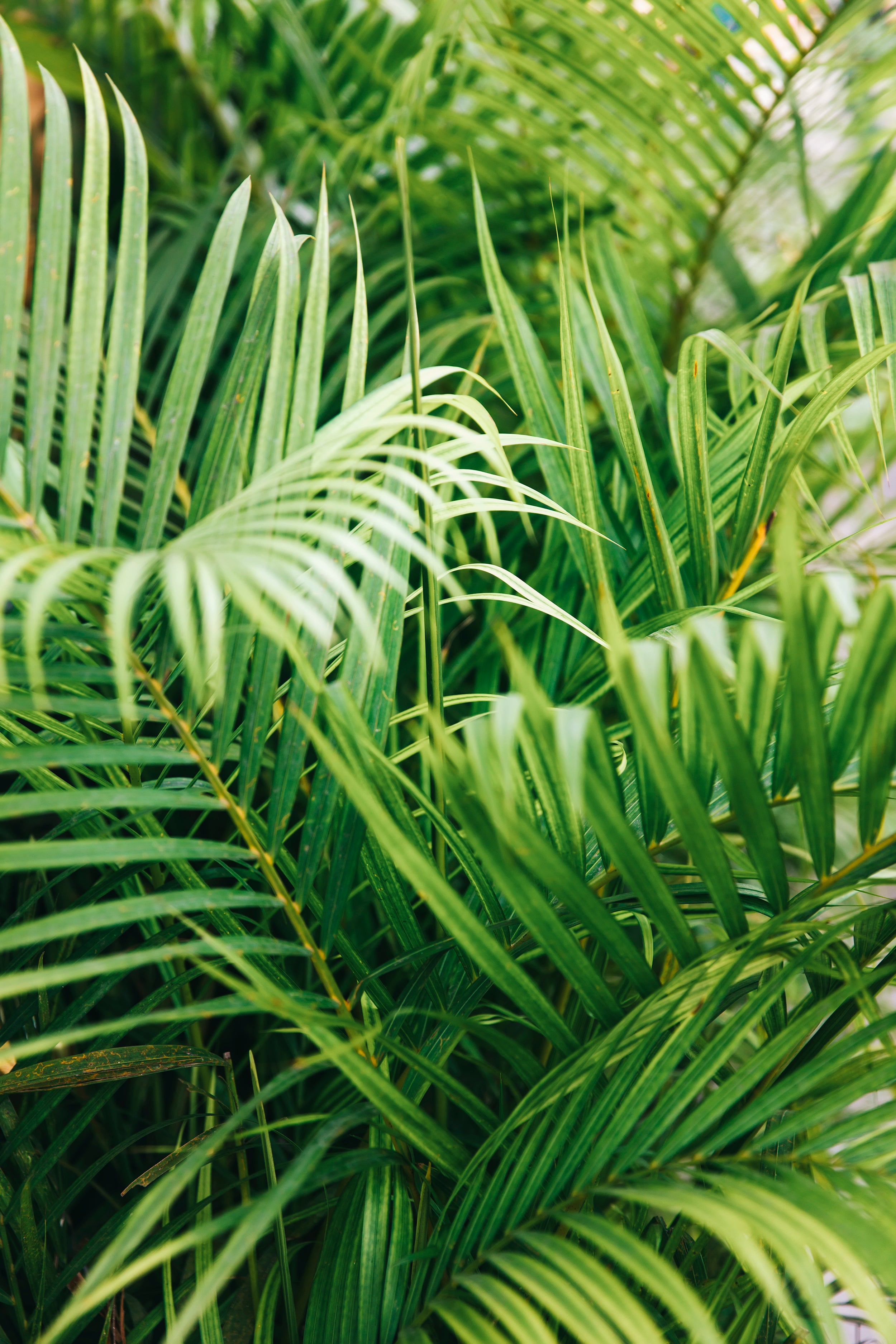 Lush Tropical Foliage