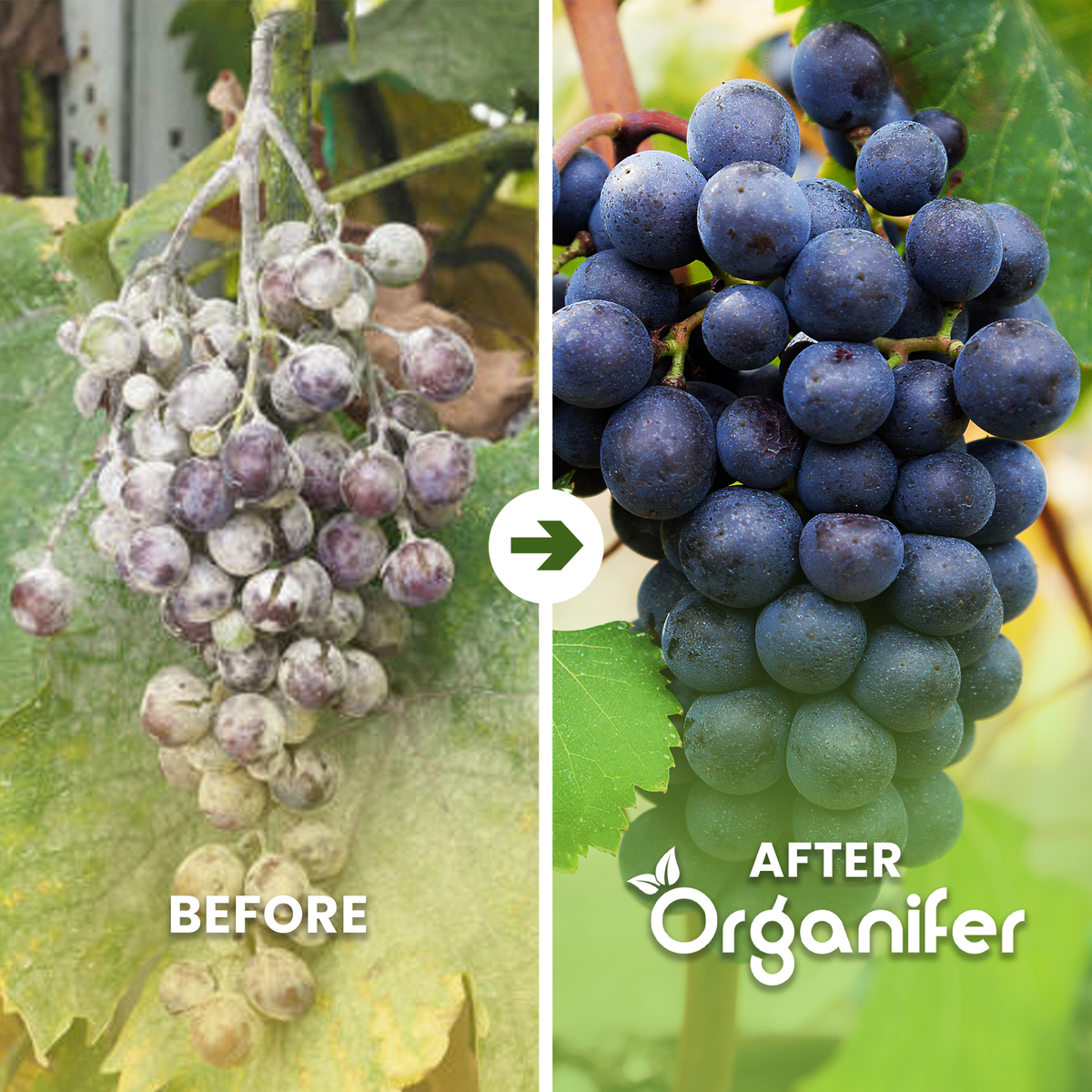 organifer-grape_before-after