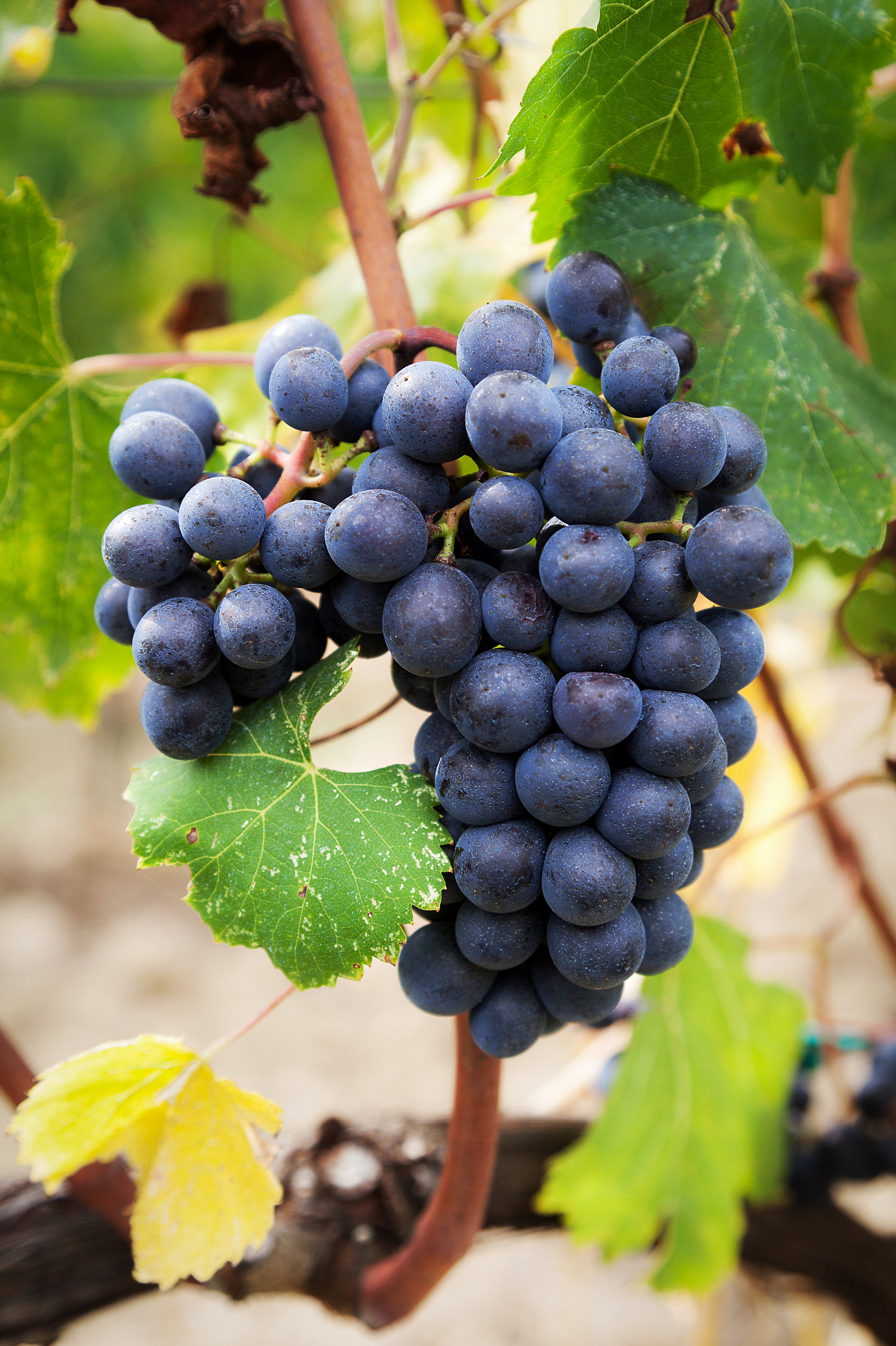 Improved Root Strength and Nutrient Uptake