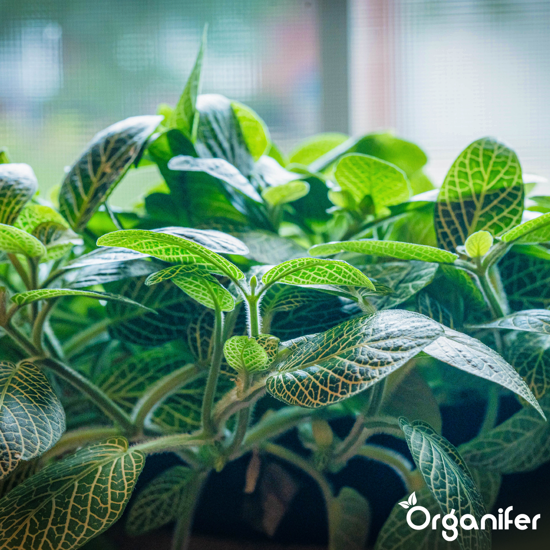 Organifer