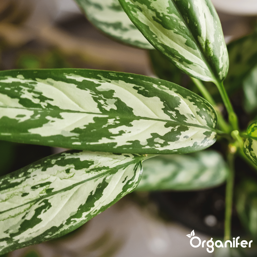 Organifer