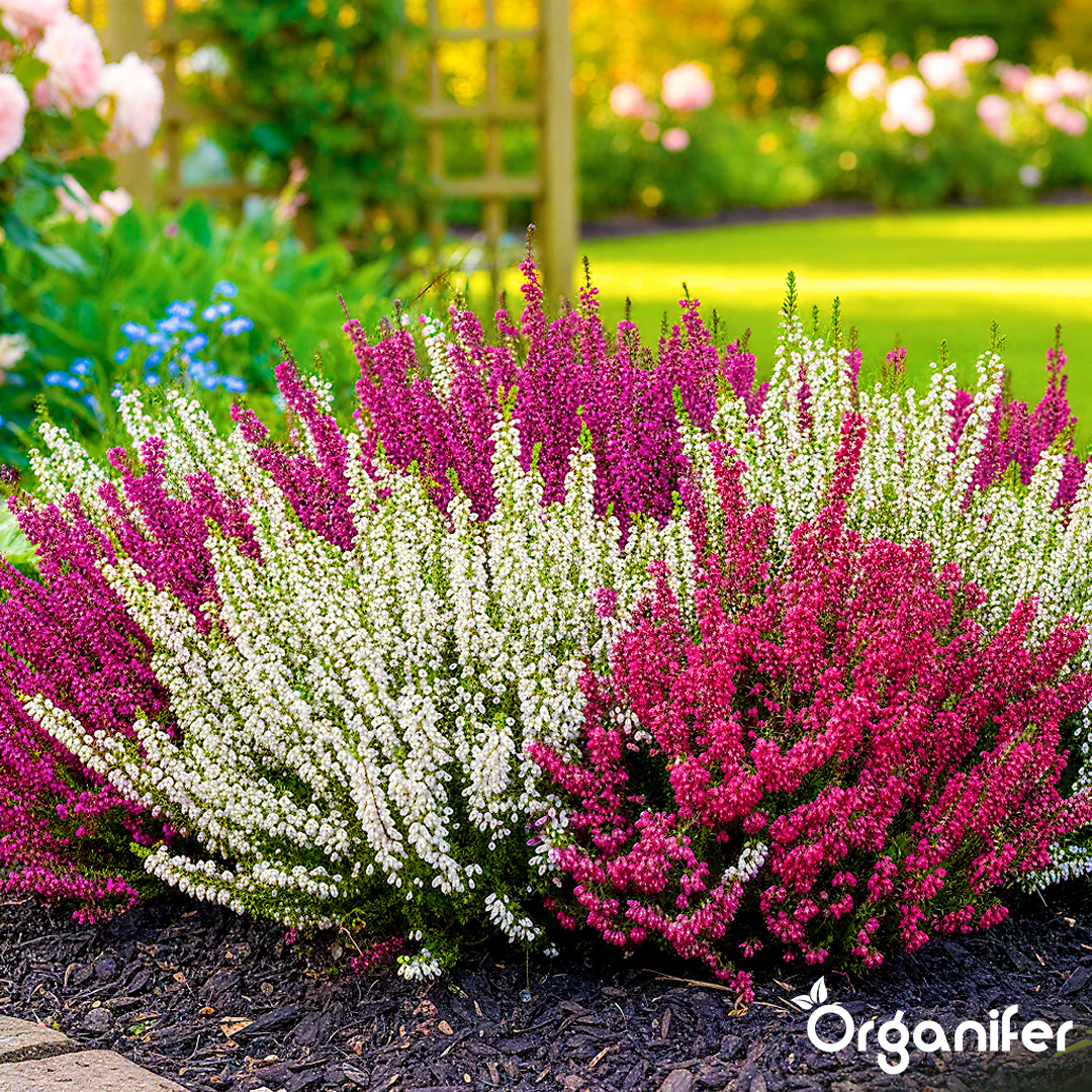 Organifer