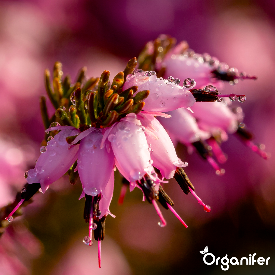 Organifer