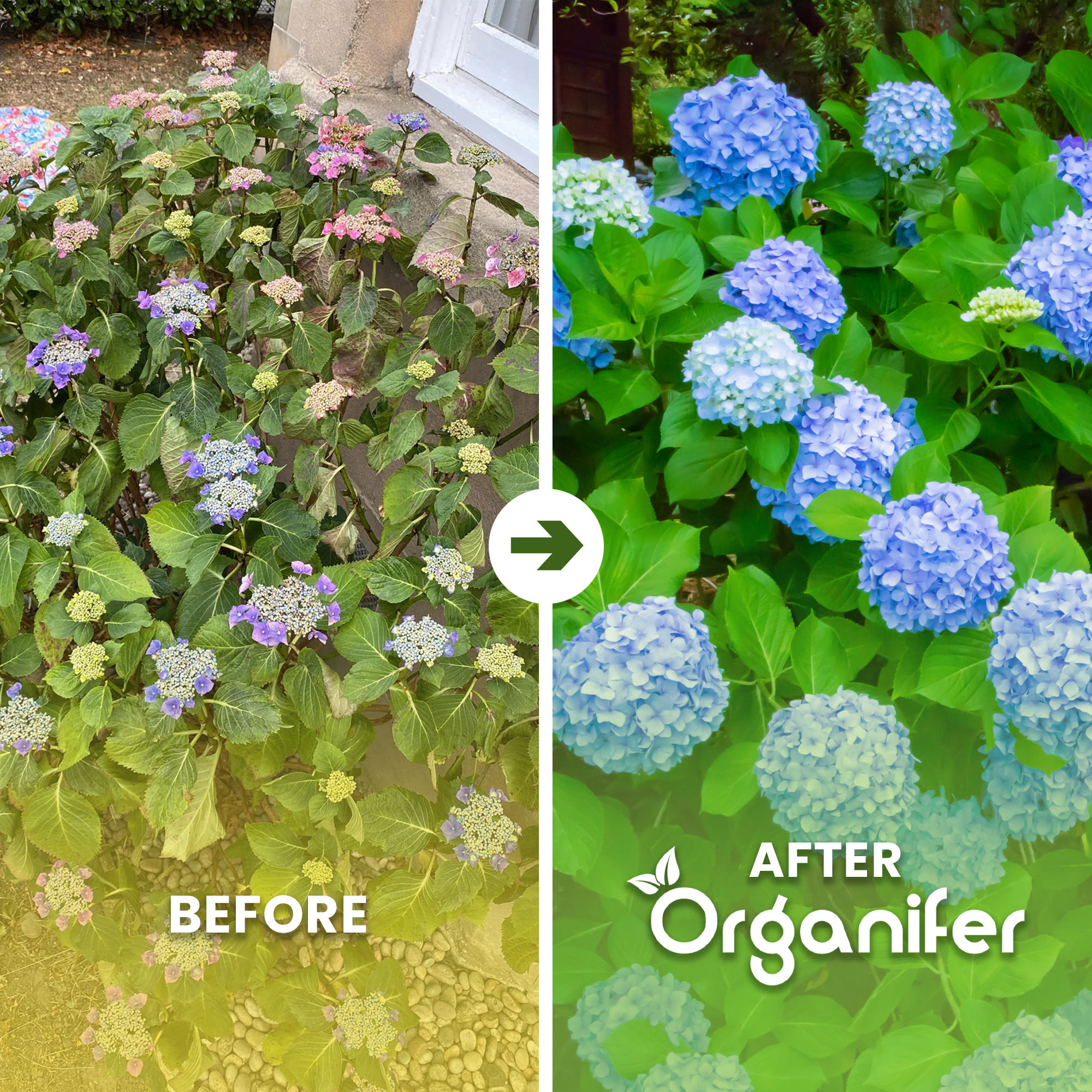 hydrangea b/a